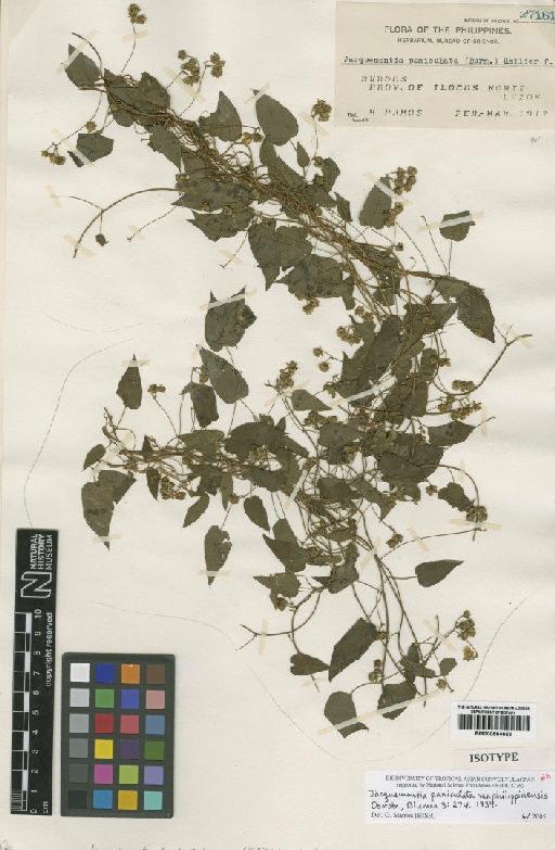 Jacquemontia paniculata var. philippinensis Ooststr - BM000884663