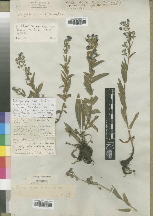 Cynoglossum alpinum (Brand) Burtt - BM000930342