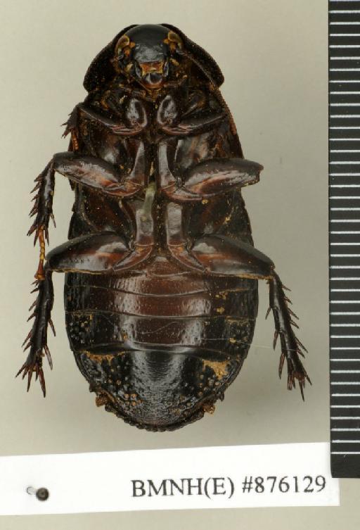 Ancaudellia undulata (Hanitsch, 1934) - Ancaudellia undulata Hanitsch, 1934, female, non type, ventral. Photographer: Edward Baker. BMNH(E)#876129