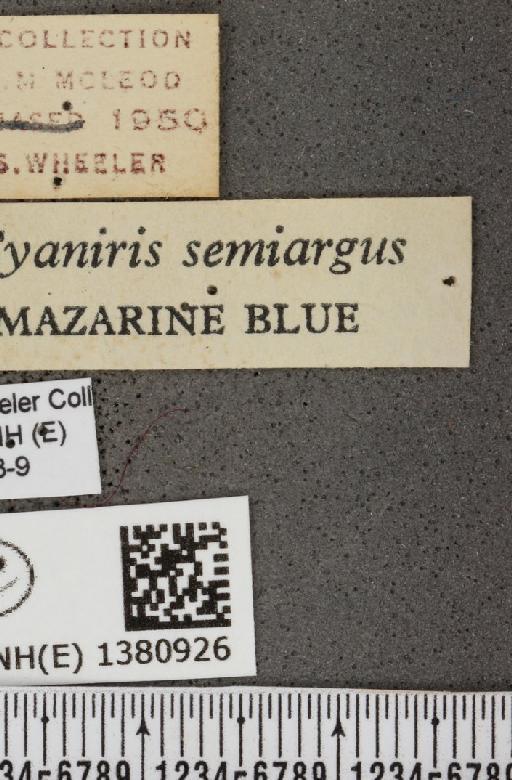 Cyaniris semiargus semiargus (Rottemburg, 1775) - BMNHE_1380926_label_167609