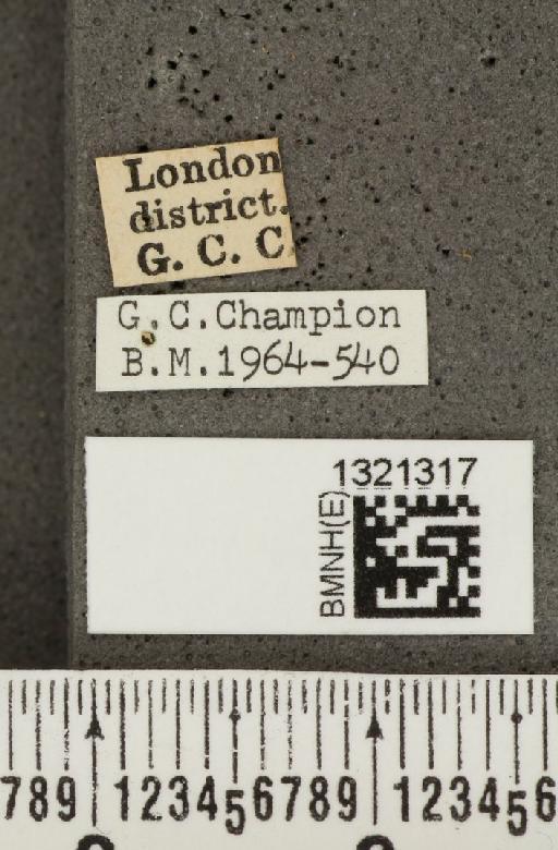 Crioceris (Crioceris) asparagi (Linnaeus, 1758) - BMNHE_1321317_label_11383