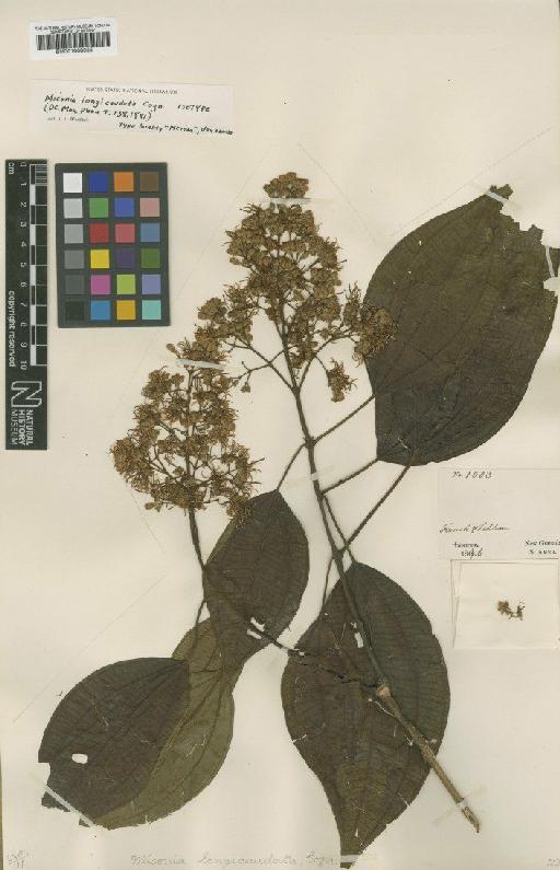 Miconia longicaudata Cogn. - BM001008055