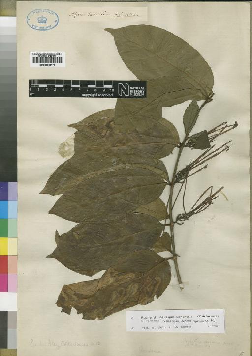 Oxyanthus speciosus subsp. speciosus DC. - BM000903170