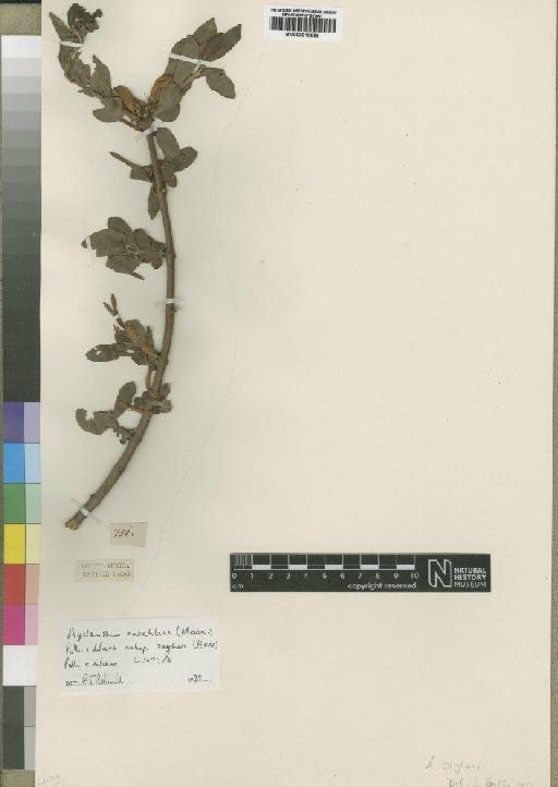 Agelanthus natalitius subsp. zeyheri (Harv.) Polhill & Wiens - BM000910866