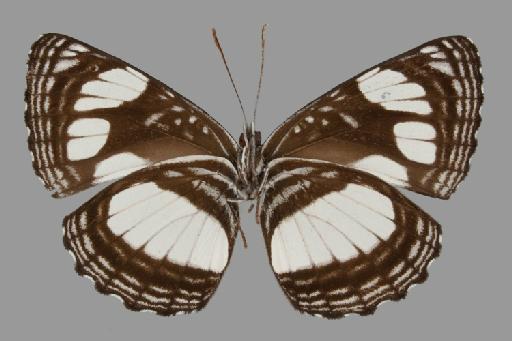 Neptis constantiae Carcasson - BMNH(E)#1719037_Neptis_constantiae_Carcasson_allotype_female_ventral