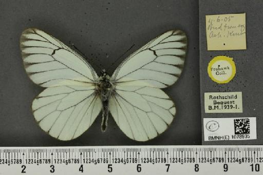 Aporia crataegi (Linnaeus, 1758) - BMNHE_1078935_69975