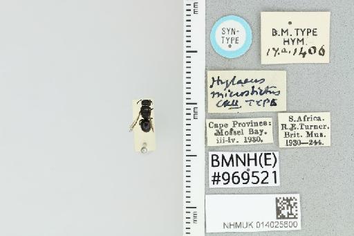 Hylaeus microstictus Cockerell, T., 1942 - 014025600_837374_-
