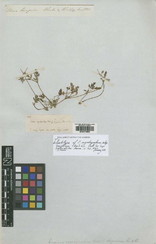 Erodium oxyrrhynchum M.Bieb. - BM000796630