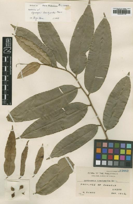 Aquilaria brachyantha (Merr.) Hallier f. - BM000951197