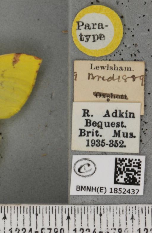 Opisthograptis luteolata ab. apicolutea Cockayne, 1950 - BMNHE_1852437_label_427727