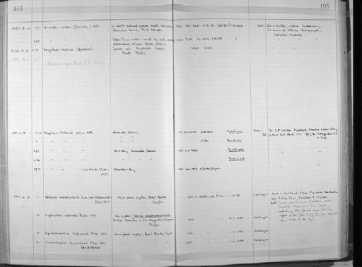 Magelona filiformis Wilson,  1959 - Zoology Accessions Register: Annelida: 1936 - 1970: page 195