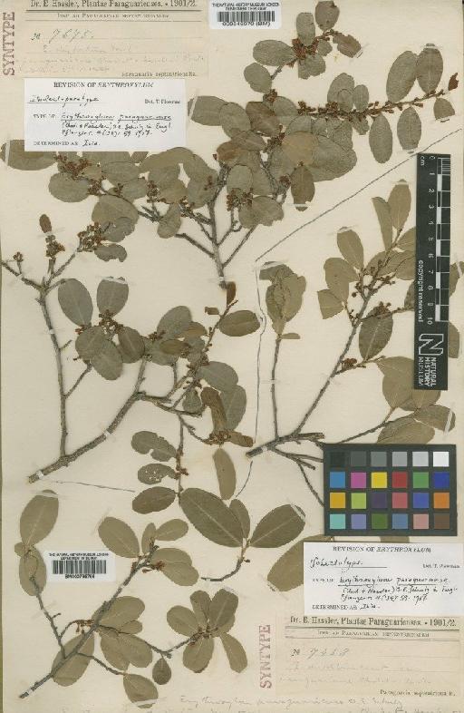 Erythroxylum paraguariense (Chodat & Hassl.) Schulz - BM000546070