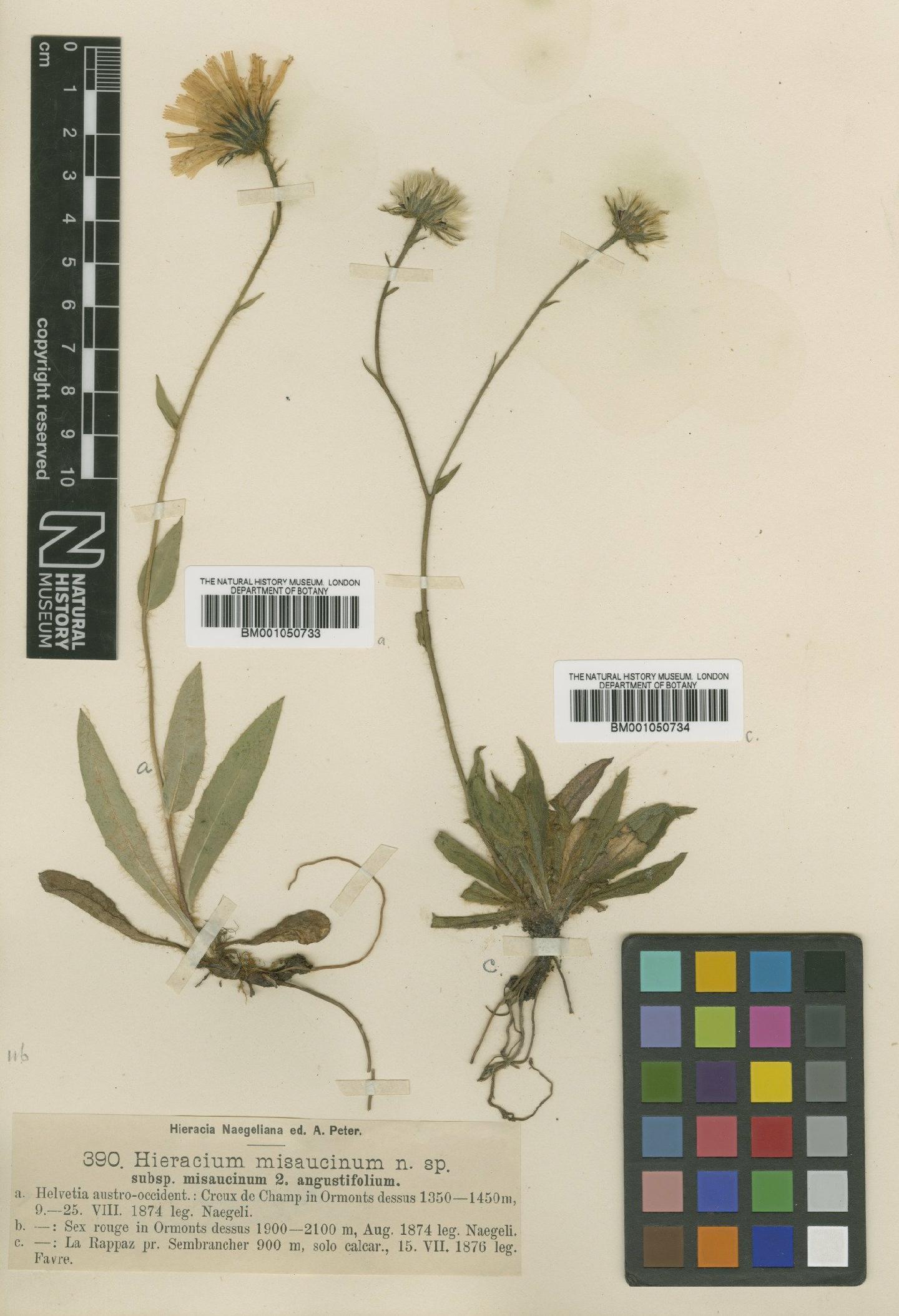 To NHMUK collection (Hieracium misaucinum Nägeli & Peter; TYPE; NHMUK:ecatalogue:2398456)