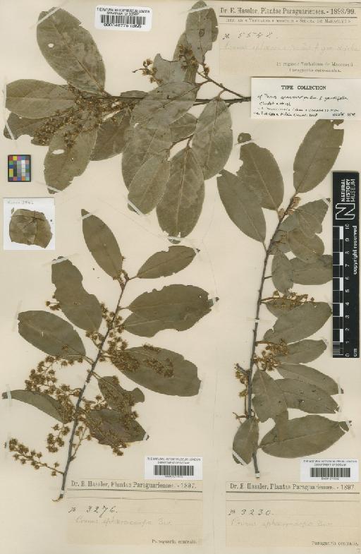 Prunus brasiliensis (Cham. & Schltdl.) D.Dietr. - BM001217632