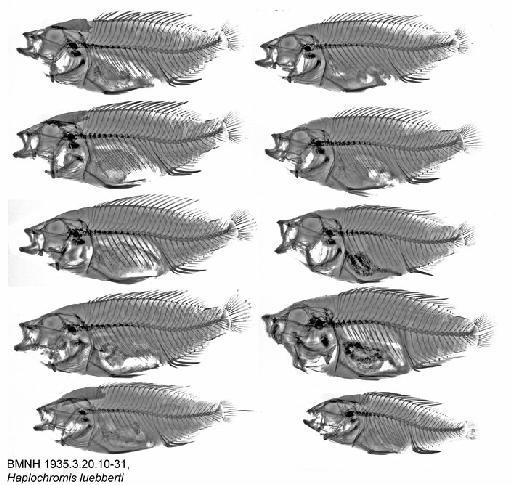 Haplochromis luebberti - BMNH 1935.3.20.10-31, Haplochromis luebberti, Radiogrpah