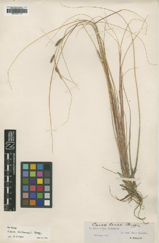 Carex flagellifera Colenso - BM000991228