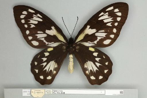 Ornithoptera victoriae rubianus Rothschild, 1904 - 013602570__