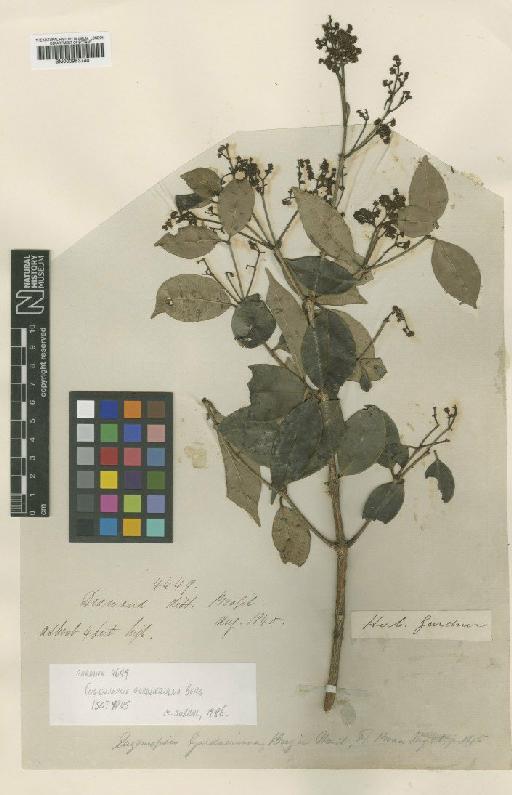 Marlierea gardneriana (O.Berg) Nied. - BM000953740