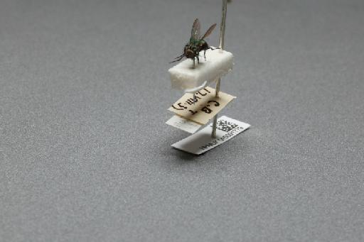 Sarcophaga (Myorhina) nigriventris Meigen, 1826 - 015091779_additional_3