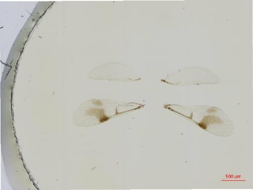 Hexacladia mardor Noyes, 2010 - 010178950__2017_01_31-1-Scene-1-ScanRegion0