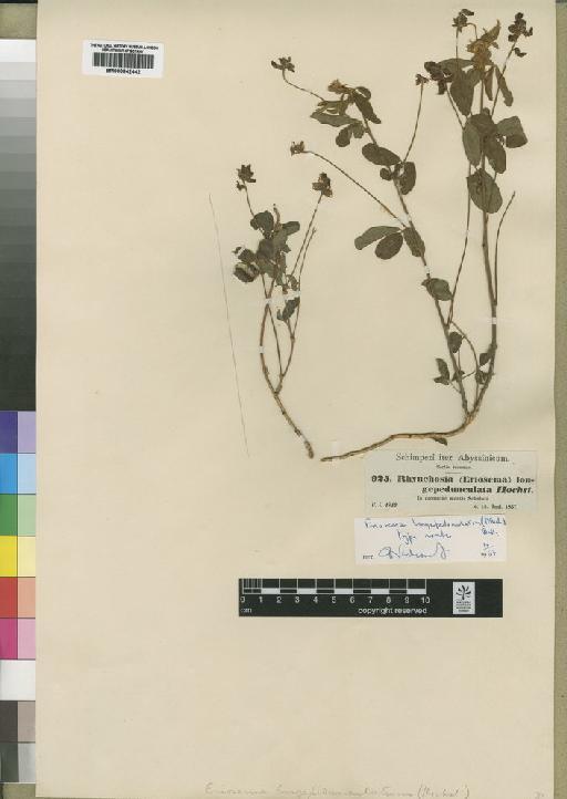 Eriosema longepedunculatum (Hochst. ex A.Rich.) Baker - BM000842442