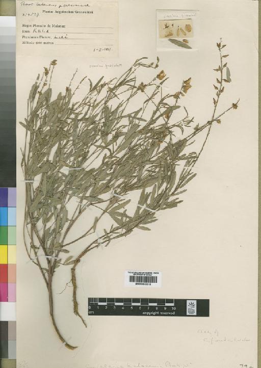 Crotalaria kelaensis Baker f. - BM000843315