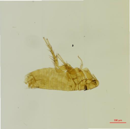 Ctenophthalmus nobilis vulgaris Smit, 1955 - 010177277__2016_12_14-Scene-1-ScanRegion0