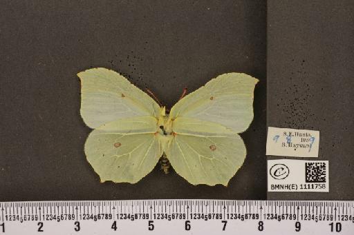 Gonepteryx rhamni rhamni Linnaeus, 1758 - BMNHE_1111758_65376