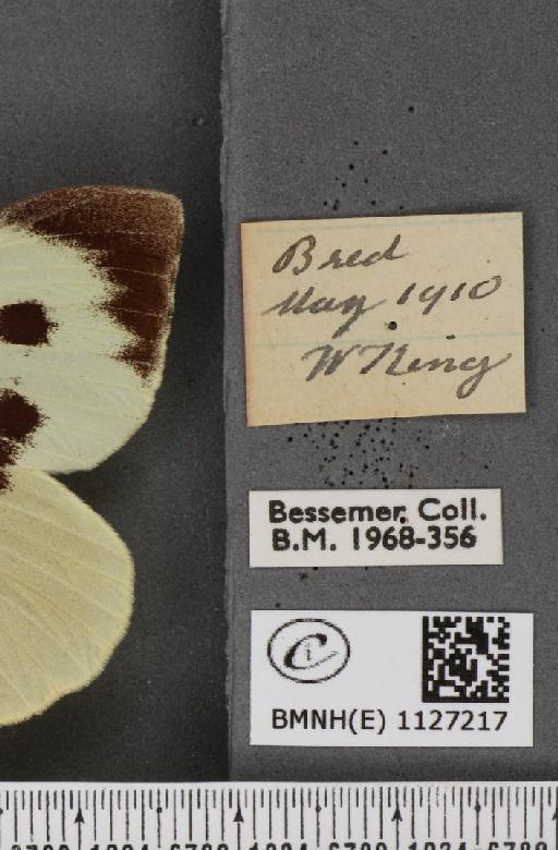Pieris brassicae ab. postice-ochreata Verity, 1919 - BMNHE_1127217_label_84367
