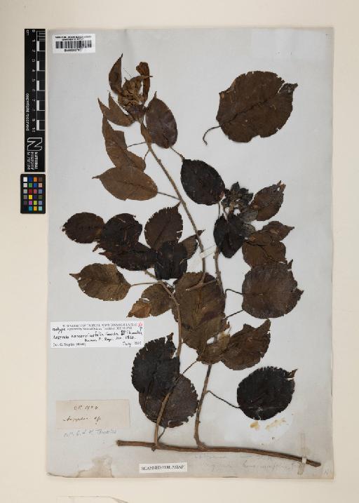 Ipomoea hancorniifolia (Gardner ex Thwaites) J.R.I.Wood & Scotland - 000927927