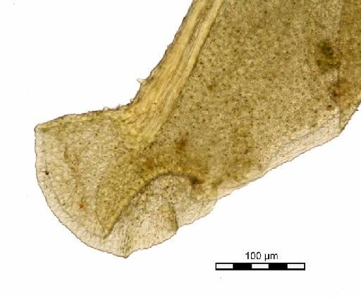 Mitthyridium constrictum (Sullivant) H.Rob. - Syrrhopodon tubulosus_BM000662137.jpg