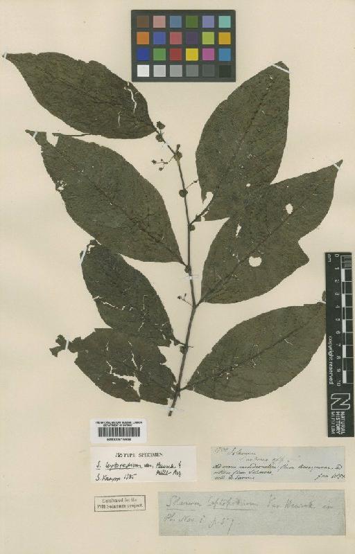 Solanum leptopodum Van Heurck & Müll.Arg. - BM000815908