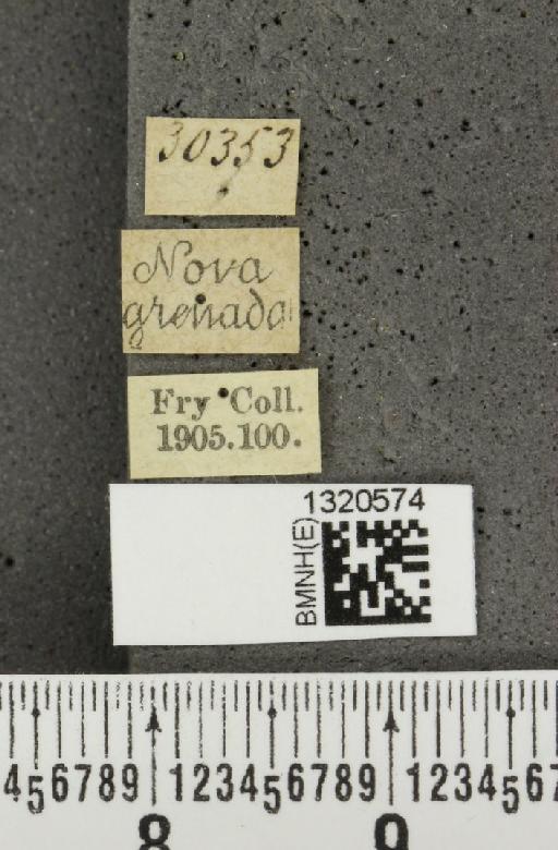 Paratriarius puncticollis (Baly, 1865) - BMNHE_1320574_label_21447