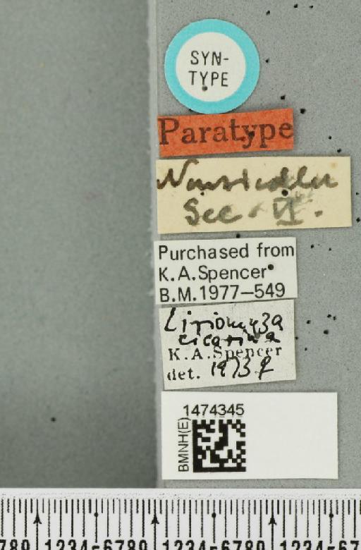 Liriomyza trichophthalma Hendel, 1931 - BMNHE_1474345_a_label_49627