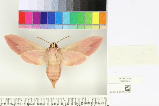 Hyles siehei (Püngeler, 1903) - NHMUK010891510_Hyles_siehei_ventral_and_labels.JPG