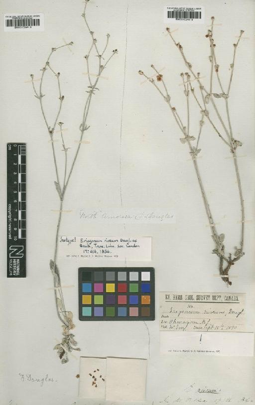 Eriogonum niveum Douglas ex Benth. - BM001024515