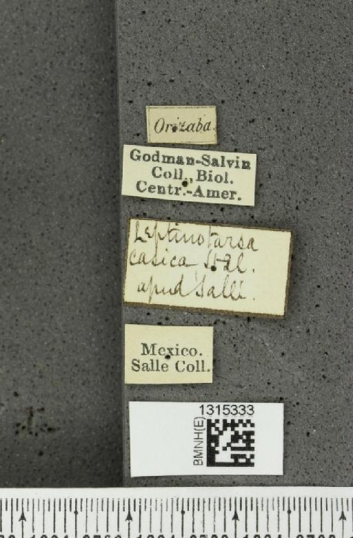 Leptinotarsa cacica Stål, 1858 - BMNHE_1315333_label_14873