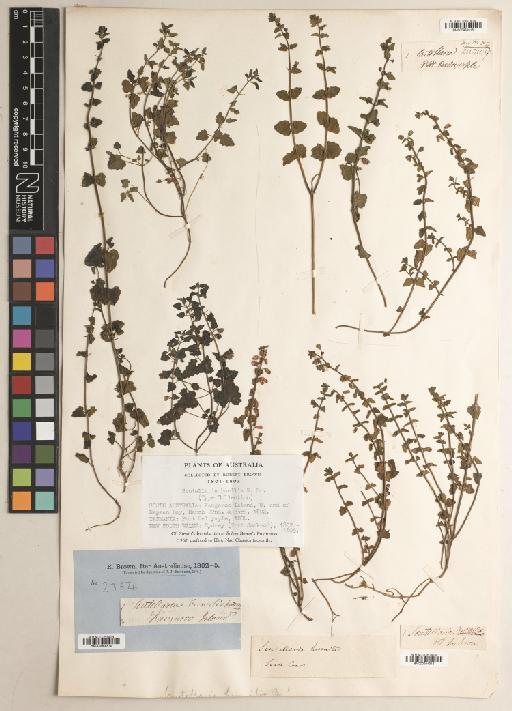 Scutellaria humilis R.Br. - BM000984315