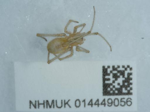 Enoplognatha latimana (Hippa & Oksala, 1982) - 014449056_4