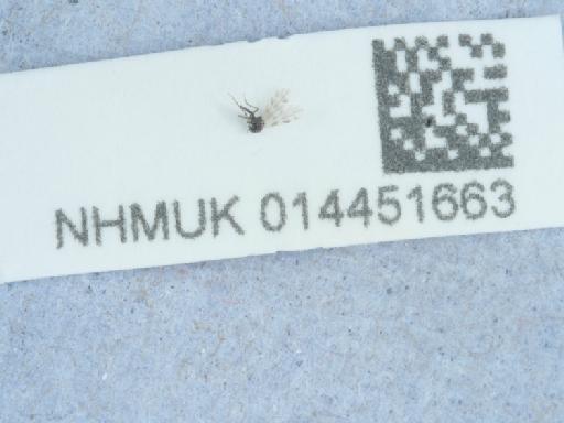 Culicoides (Culicoides) grisescens Edwards, 1939 - 014451663_1