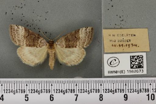 Tetheella fluctuosa (Hübner, 1803) - BMNHE_1562673_236851