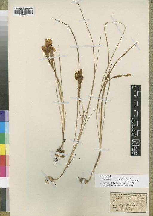 Gladiolus linearifolius Vaupel - BM000922042