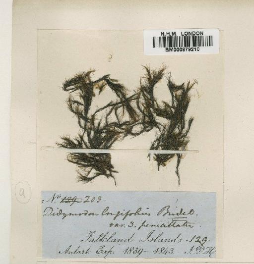 Blindia inundata (Cardot) Cardot - BM000879210