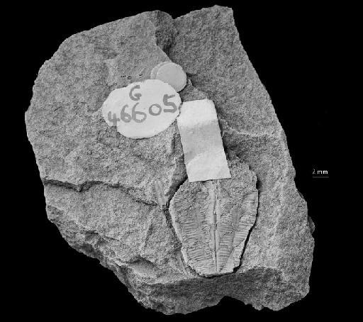 Eoconularia linnarssoni (Holm, 1893) - CL 41. Eoconularia linnarssoni (specimen)