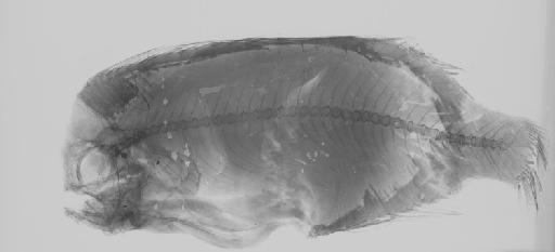 Caristius groenlandicus Jensen, 1941 - BMNH 1958.9.22.1, Caristius groenlandicus, radiograph