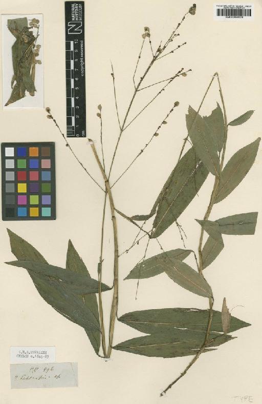 Leptaspis zeylanica Nees ex Steud. - BM000959304