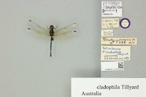 Tetrathemis cladophila Tillyard, 1908 - 013322876_dorsal