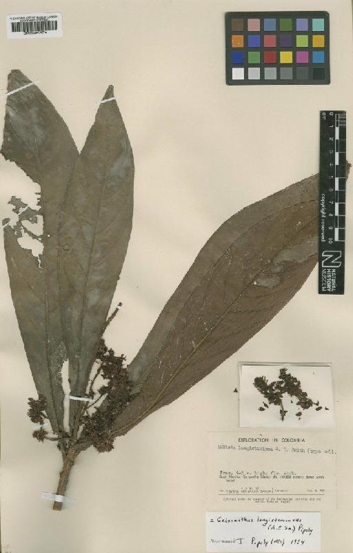 Geissanthus longistamineus (A.C.Sm.) Pipoly - BM000947674