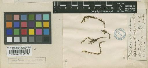 Symblepharis vaginata (Hook. ex Harv.) Wijk & Margad. - BM000097778