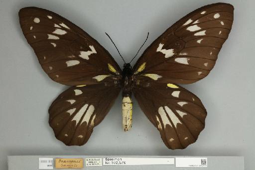Ornithoptera victoriae regis Rothschild, 1895 - 013602514__